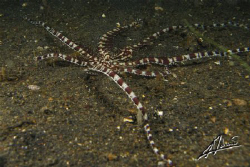 Mimic octopus free swimming close to the sand as it was l... by Adriano Trapani 